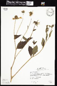 Rudbeckia laciniata var. laciniata image