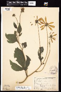 Rudbeckia laciniata var. laciniata image