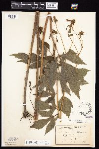 Rudbeckia laciniata var. laciniata image