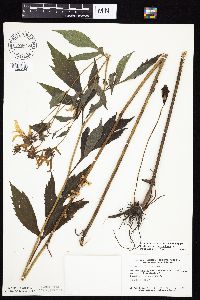 Rudbeckia laciniata var. laciniata image