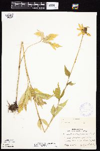 Rudbeckia laciniata var. laciniata image