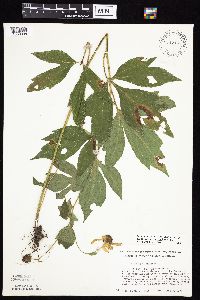 Rudbeckia laciniata var. laciniata image