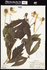 Rudbeckia laciniata var. laciniata image