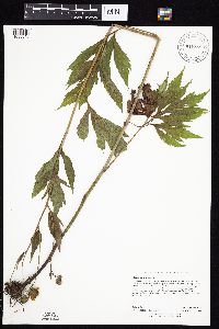 Rudbeckia laciniata image