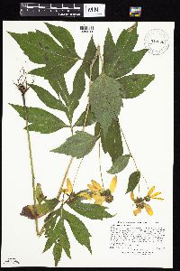 Rudbeckia laciniata var. laciniata image