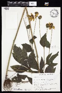 Rudbeckia laciniata var. laciniata image