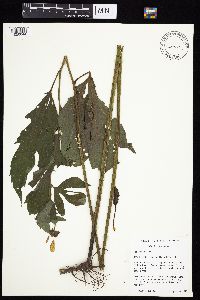 Rudbeckia laciniata var. laciniata image