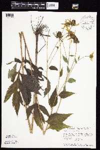 Rudbeckia laciniata var. laciniata image