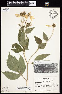 Rudbeckia laciniata var. laciniata image