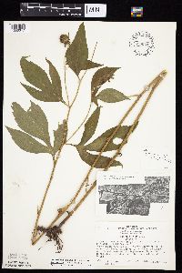 Rudbeckia laciniata var. laciniata image