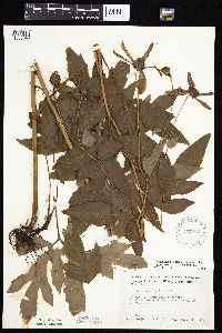 Rudbeckia laciniata var. laciniata image