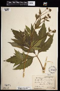 Rudbeckia laciniata var. laciniata image