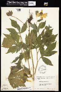 Rudbeckia laciniata var. laciniata image