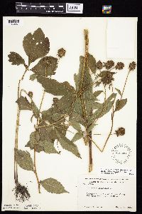 Rudbeckia laciniata var. laciniata image