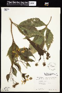 Rudbeckia laciniata var. laciniata image