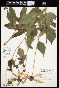 Rudbeckia laciniata var. laciniata image