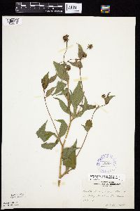 Rudbeckia laciniata var. laciniata image