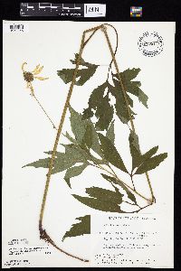 Rudbeckia laciniata var. laciniata image