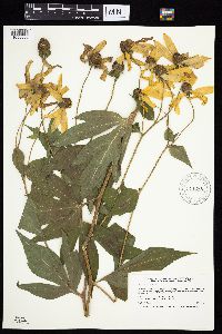Rudbeckia laciniata image