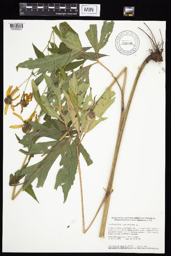 Rudbeckia laciniata image