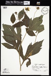 Rudbeckia laciniata image