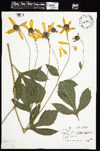 Rudbeckia laciniata image