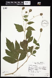 Rudbeckia laciniata var. laciniata image