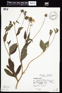 Rudbeckia laciniata var. laciniata image