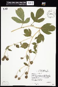 Rudbeckia laciniata var. laciniata image