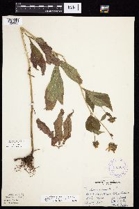 Rudbeckia laciniata var. laciniata image