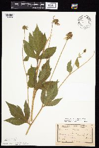 Rudbeckia laciniata var. laciniata image