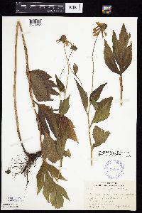 Rudbeckia laciniata var. laciniata image