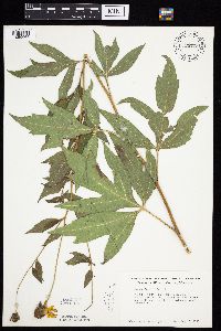 Rudbeckia laciniata var. laciniata image