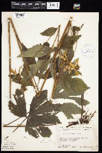 Rudbeckia laciniata var. laciniata image