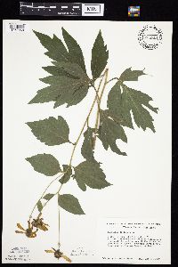 Rudbeckia laciniata var. laciniata image