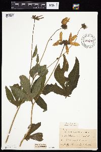 Rudbeckia laciniata var. laciniata image