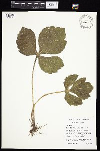 Rudbeckia laciniata var. laciniata image