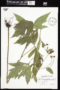 Rudbeckia laciniata image