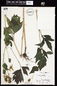 Rudbeckia laciniata var. laciniata image