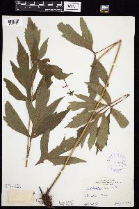 Rudbeckia laciniata var. laciniata image