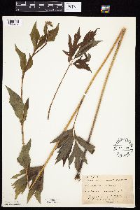 Rudbeckia laciniata var. laciniata image