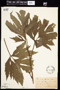 Rudbeckia laciniata var. laciniata image