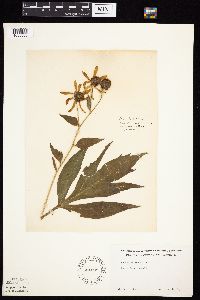 Rudbeckia laciniata var. laciniata image