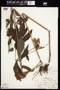 Rudbeckia laciniata var. laciniata image