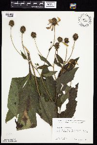 Rudbeckia laciniata var. laciniata image