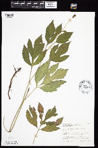 Rudbeckia laciniata var. laciniata image