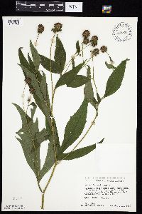 Rudbeckia laciniata var. laciniata image