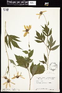 Rudbeckia laciniata var. laciniata image