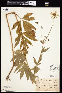 Rudbeckia laciniata var. laciniata image