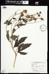 Rudbeckia laciniata var. laciniata image